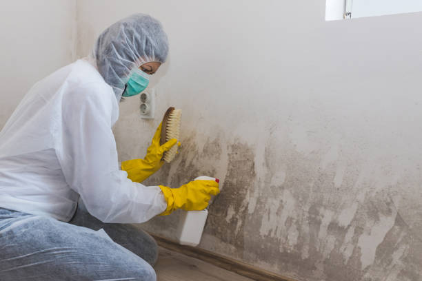 Best Attic Mold Removal  in Hopewell, TN