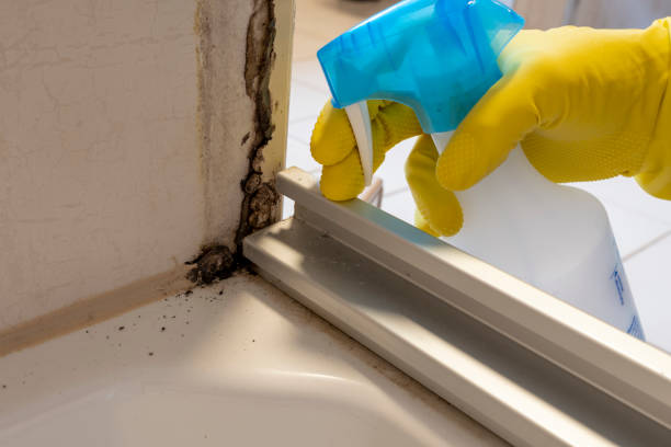 Best Mold Removal and Inspection  in Hopewell, TN