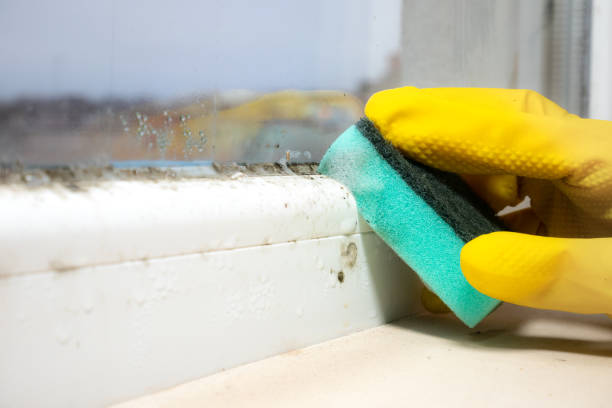 Best Black Mold Removal  in Hopewell, TN