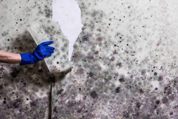 Best Mold Removal Near Me  in Hopewell, TN